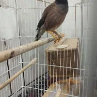 مرغ مینا سخنگو