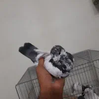 کبوتر پرشی تهر ونی و دمگیر جوجه یا معاوضه باقناری