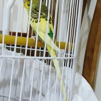 مرغ عشق|پرنده|پاکدشت, پاکدشت (مامازند)|دیوار