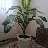 گل دیفن
