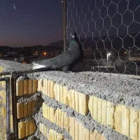 کبوتر|پرنده|داراب, |دیوار