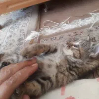 500 هزار تومن مژدگانی یابنده بچه گربه|گربه|شهرضا, |دیوار