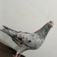 هفرنگ نر هوایی عتیقه|پرنده|بردسکن, |دیوار