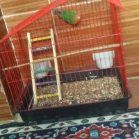 طوطی برزیلی کتوله