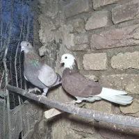 ماده شازده عتیقه