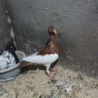 یهودی ماده با کربلایی