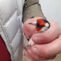 سه عدد سهره درجه یک