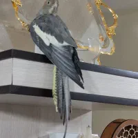 ماده سینامون اماده|پرنده|محمدیه-قزوین, |دیوار