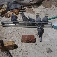 کبوتر سبز