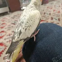 عروس هلندی|پرنده|تهران, قیطریه|دیوار