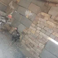 خروس  کفتر|پرنده|سراوان, |دیوار