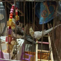 یک جفت عروس هلندی