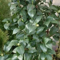 گل،گیاه ویلای|خدمات باغبانی و درختکاری|گلبهار, نوبهار|دیوار