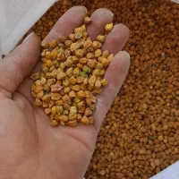 نخود زد لپه ای تازه خوش پخت