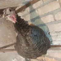 بوقلمون ارگانیک ماده|حیوانات مزرعه|رباطکریم, پیغمبر|دیوار