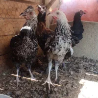 جوجه مرغ محلی|حیوانات مزرعه|نوبندگان, |دیوار