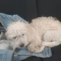 واگذاری توله تیریر