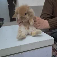 خرگوش|موش و خرگوش|پاکدشت, پاکدشت (مامازند)|دیوار