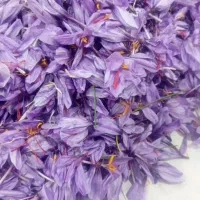 گل زعفران هر روزه