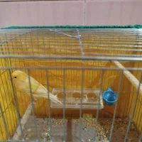 فروش جوجه نر قناری