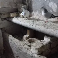 کبوتر|پرنده|اسفرورین, |دیوار