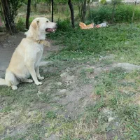 سگ سرابی ماده|سگ|تالش, تالش|دیوار