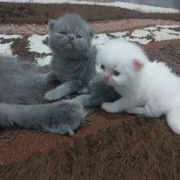 گربه پرشین سفید و طوسی آماده واگذاری|گربه|ساری, |دیوار