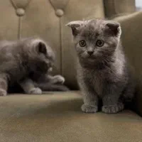 توله سگ فانتزی ریز|سگ|شیراز, معالیآباد|دیوار