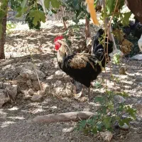 خروس گلین لری پنگوئنی و خروس جهادی