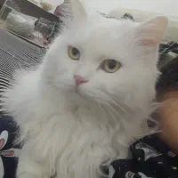 گربه پرشین برای واکذاری|گربه|بندر امام خمینی, |دیوار