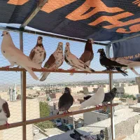 کفتر پرشی یجایی|پرنده|تهران, خاوران|دیوار
