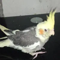 عروس هلندی|پرنده|قشم, |دیوار