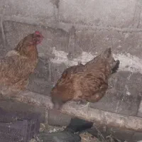 خروس مرغ محلی عالی