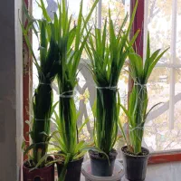 گل گندمی زیبا|گل و گیاه طبیعی|طرقبه, |دیوار