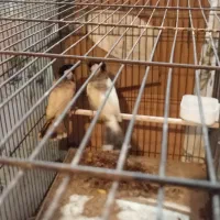 قفس پرون همراه پرنده|پرنده|اهواز, کوی کربن|دیوار