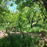 باغ-فروشی-در-صباشهر-زیر-قیمت-فوریی