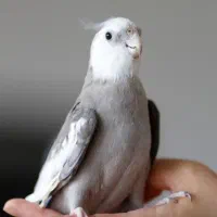 عروس هلندی وایت فیس (کمیاب)