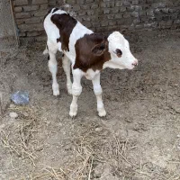گوساله مونت بیلیارد یک ماهه