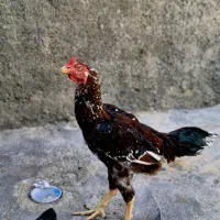 خروس لاری  اصل