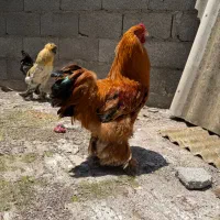 یک خروس امپراتور و سلطان اصیل