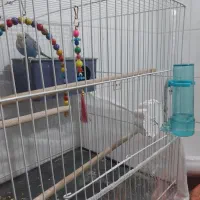 مرغ عشق با لوازم و قفس