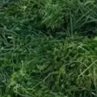 پاک کردن انواع سبزی