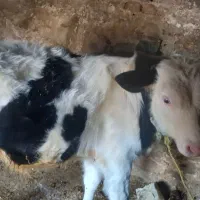 گوساله نر سیمینتال آلمان