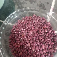 لوبیا قرمز بوجاری شده