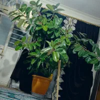 گل فیکوس بسیار بزرگ و سالم