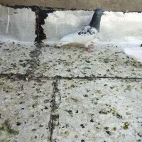 کفتر