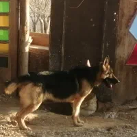 سگ ژرمن ماده