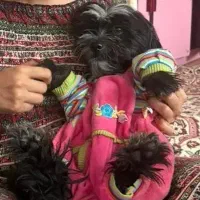 شیتزو مشکی ماده