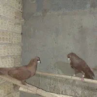 کبوتر سرخ جگری