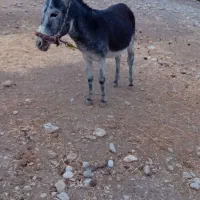 فروش الاغ نر